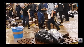 ประมูลทูน่าครั้งสุดท้าย 83ปี อำลา Tokyo Japan ตลาดปลาซึกิจิ Tsukiji Fish Market Japanese Street Food [upl. by Ecam186]