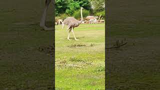 Parc Zoologique de Paris  Paris Zoological Park  Summer Session  S11 68🦁 short4 [upl. by Grissel]