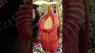 Tropical Pitcher  carnivorous plants that eat animals [upl. by Ynnaffit]