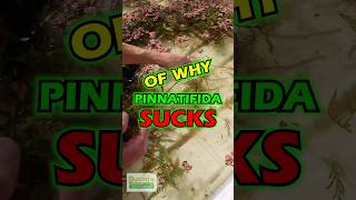 PRIME EXAMPLE of the Hygrophila Pinnatifida Convertion Process [upl. by Namia76]