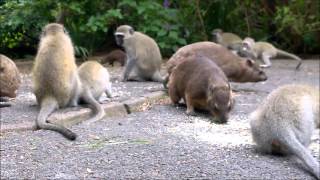 Banded Mongooses Dassies amp Vervet Monkeys Love Crumbs 25 02 2016 [upl. by Nner]