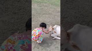 Cow videos youtubeshorts cowvideos [upl. by Erastatus75]