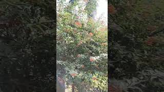 Hamelia Patens Large size perennial shrub shrub hamelia flowers park travel chandigarh [upl. by Nhoj]