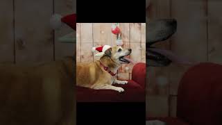 Baxter Christmas video [upl. by Drida]