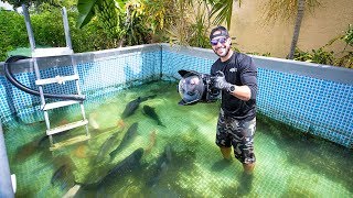 Swimming With MASSIVE Fish In Swimming Pool POND fish feeding [upl. by Kapoor]