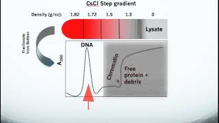 Testing for Topoisomerase Drug Action in Cells using the In Vivo Link Kit ICE Bioassay [upl. by Anahsak]