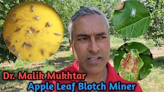 Apple Leaf blotch miner  Important Information  How to control  Advisory  HortiKashmir [upl. by Siuol269]