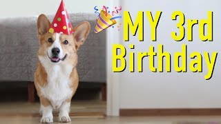 DOGS BEST BIRTHDAY  Topi the Corgi [upl. by Marlee]