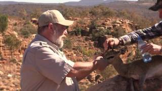 Hunting klipspringer in South Africa with Mkulu Hunting Safaris [upl. by Odlopoel116]