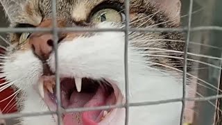 1 hour Cat Meows Compilation [upl. by Cruce]