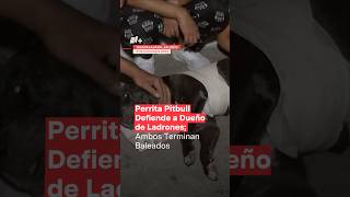 Perrita Pitbull defiende a adulto mayor Ambos terminan baleados  N Shorts [upl. by Hemminger]