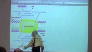 Fatty Acid Oxidation [upl. by Atiuqrahc]