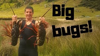 Massive crayfish haul Far north NZ freediving [upl. by Rovner337]