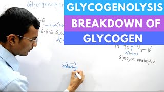 Glycogenolysis  Glycogen degradation [upl. by Revart]