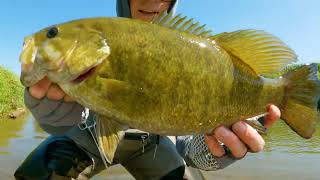 Big ol Chonk Smallmouth Bass  Texas Rig  Strike King Rage Craw Illinois River  Wading [upl. by Orin]