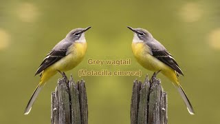 Grey Wagtail Insights Motacilla cinerea  Your Ultimate Information Source [upl. by Yarehs42]