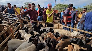 bode de 120 e cabra leiteira de 1300 na feira da vila jerimum taquaritinga do nortePE 03112024 [upl. by Stets]