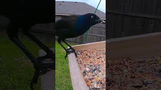 Grackle being picking and showing how the floor birds eat birds texas birdwatching nature bird [upl. by Camilo]