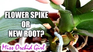 How to tell an Orchid flower spike from a root  Phalaenopsis [upl. by Benoite633]