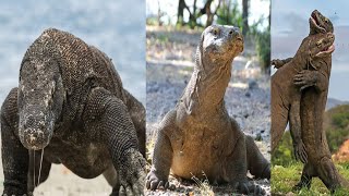 Alpha Komodo dragon 😱🤢 animals komodo hunting dangerous animalfaceoff [upl. by Enelav]