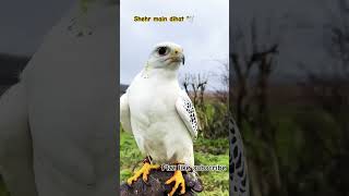 shortvideo pigeon viralvideo falcon shorts tranding [upl. by Mikaela981]