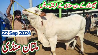 Multan Cow Mandi Sunday Fresh Rates Update  22092024  Ablak Nukry Bachron Ki Ronak [upl. by Hannala]