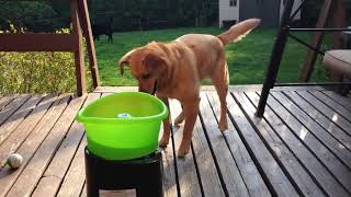 Dog Excitedly Plays Fetch with Ball Throwing Machine  1022616 [upl. by Eeuqram]