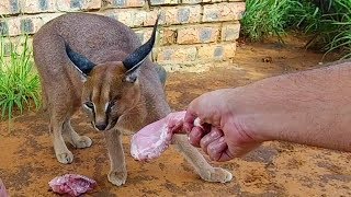 Caracals Feeding [upl. by Demetre]