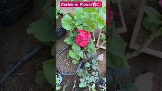 Geranium Flower Plant Collection 🌺😲shortvideo viralvideo ytshorts [upl. by Atinra]