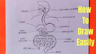 How to draw diagram of human digestive system easily  step by step [upl. by Solim]