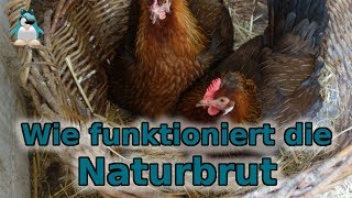 Naturbrut  wie funktioniert das Gluckende Hühner [upl. by Anrapa]