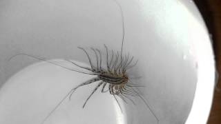 House Centipede Scutigera coleoptrata [upl. by Ettennyl]