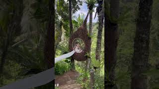 Bali Swing Ubud bali swing vacation honeymoondestination beats music [upl. by Bathulda]