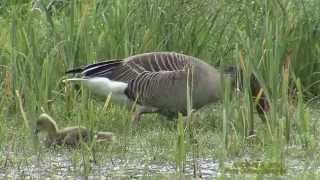 GRÅGÅS Greylag Goose Anser anser Klipp  1362  A12 [upl. by Nylacaj7]