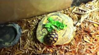 Marginated tortoise setup [upl. by Oiluig351]