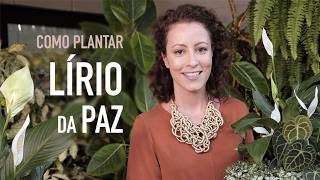 Como plantar LÍRIO DA PAZ em VASO e fazer MUDAS [upl. by Clippard]