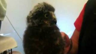 Baby ruru  morepork  at The Nest  Te Kohanga at Wellingt [upl. by Strephonn]