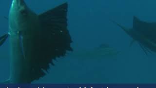 What Is A Sailfish [upl. by Duane]