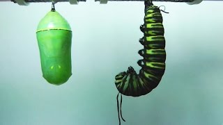 Monarch Butterfly Metamorphosis timelapse FYV [upl. by Irina]