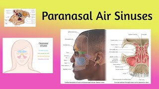 Anatomy of Paranasal Air SinusesTypesLocation DevelopmentImportance Clinical correlation👃👀🍃 [upl. by Anirres]