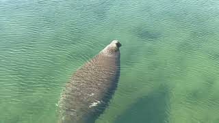 Manatee in Homosassa River [upl. by Senilec]