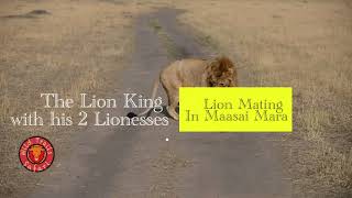 Lion Mating with 2 Lionesses in Maasai Mara [upl. by Levania838]