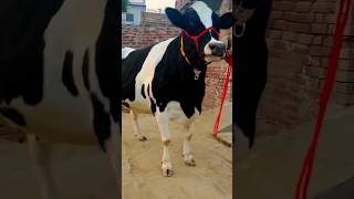 cow milkpower highmilkcow cattle dairy a2milkcow farming dairycows bull hfcowsforsel cow [upl. by Lamprey]