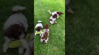 Lagotto romagnolo brave puppies [upl. by Marzi]