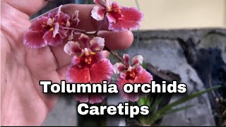 Tolumnia Orchids  Caretips [upl. by Odnanref]