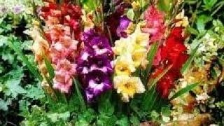 How to grow gladiolus bulbs  Gladiolus flower plant easy to grow [upl. by Aniara]