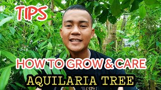 HOW TO GROW AND CARE FOR Uprooted amp Plain Cutting AQUILARIA TREELAPNISAN TREEAGARWOOD TREE [upl. by Oakley728]