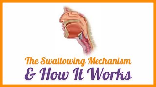 The Swallowing Mechanism amp How it Works [upl. by Edelstein]