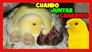 CUANDO JUNTAR A LOS CANARIOS PARA CRIAR 🐣 COMO CRIAR CANARIOS PASO A PASO  CRIA DE CANARIOS [upl. by Miles]