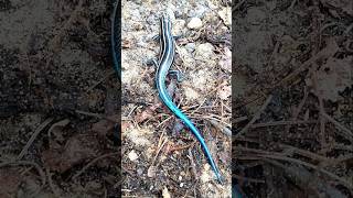 The stunning 5 lined Skink near my compost bin skink northamerica lizard michigan blue nature [upl. by Eelyrag]